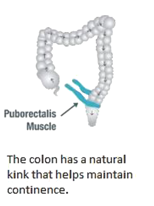 M&uacute;sculo puborrectal 